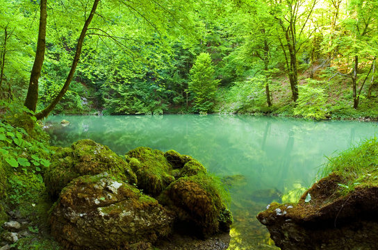 Forest river source scene, Croatia