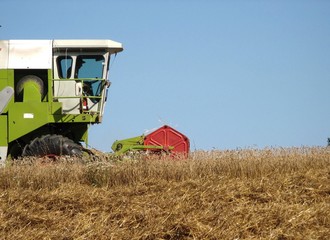 farmer harvesting wheat