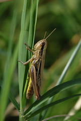 cavalletta