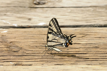 Western Tiger Swallowtail butterfly on decking