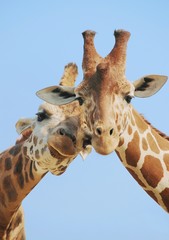 Giraffe couple in love with blue sky on background © Martinan