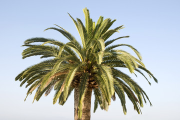 palmier