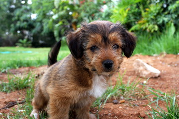 Cute Doggy Pup in Yard