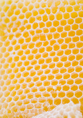 honeycomb macro detail