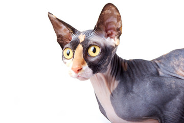 The Canadian sphynx. light background
