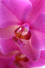 details of pink exotic orchid