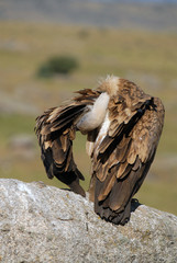 buitre leonado