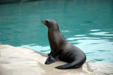 Obraz premium Sea lion
