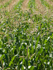 Top view of a corn field during summer