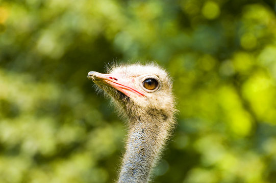 An ostrich with green yellow blurry background