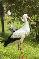 Fototapeta premium Beautiful stork with green natural background