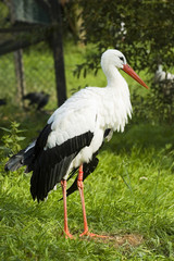 Beautiful stork with green natural background