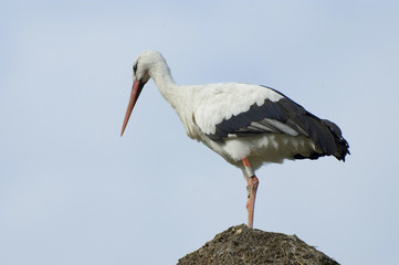 Beautiful stork and nest with sky background