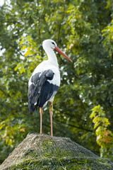 Fototapeta premium Beautiful stork with green natural background