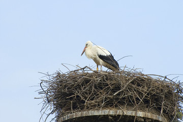 Beautiful stork and nest with sky background