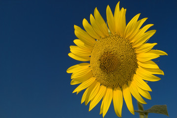 Girasole 1