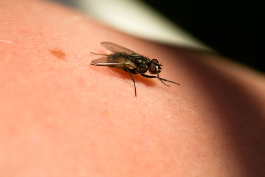 A fly crawling on skin macro