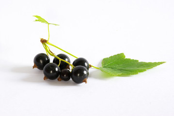branch of black currant fruits