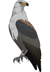 single eagle isolated on white