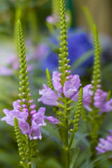 Purple flowers with green background
