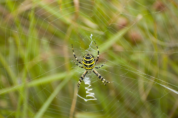 Yellow black argiope spider in web