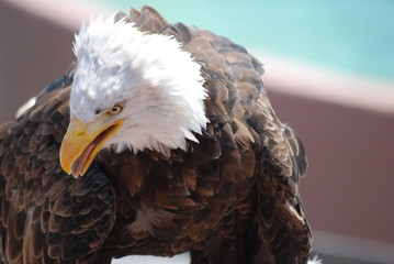 aigle