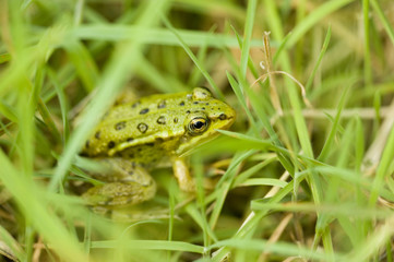 Closeup of frog in the field