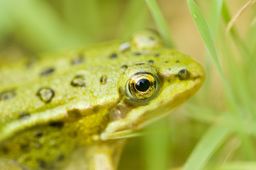Closeup of frog in the field