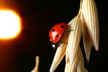 sunrise red ladybug on wheat