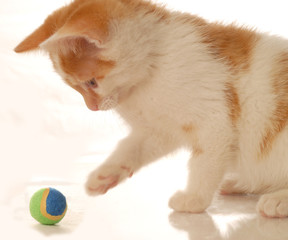 Fototapeta na wymiar orange and white kitten playing with ball - seven weeks old