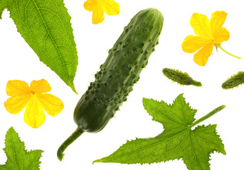 Green cucumber with leaf and flower
