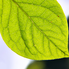 Fototapeta premium Fresh green leaf close-up over blue sky