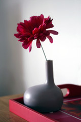 gerbera