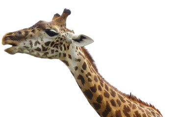 Head and neck of african giraffe isolated on white.