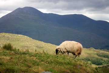 parc national de killarney