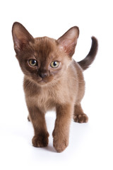 Burmese kitten on white background