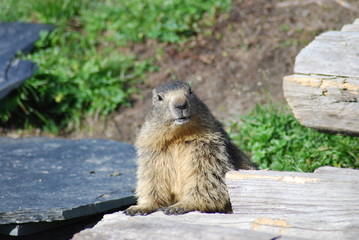 Marmotte des Alpes