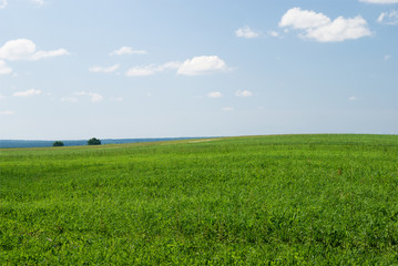 field of summer green geass