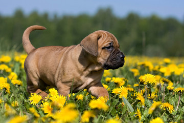 Dogo Canario puppy in yellow dandelions