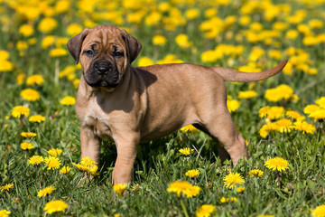 Dogo Canario puppy in yellow dandelions