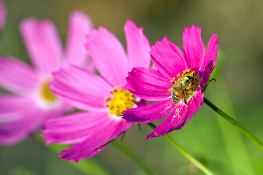 Bee working on the purple cosmea (cosmos) flower