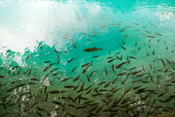 Fototapeta na wymiar fishes under freshwater