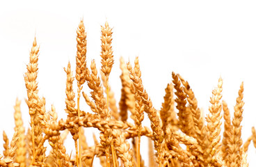 wheat isolated on white background
