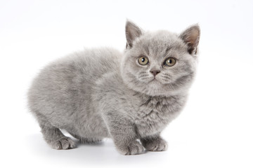 British kitten on white background
