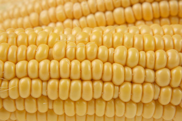 Close up of sweet corn