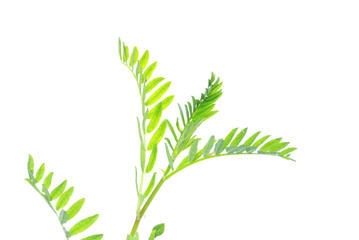 young green leaves