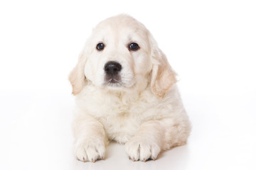 Golden retriever puppy on white background