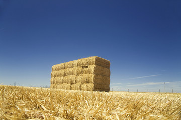 agricultura
