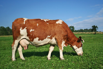 Fototapeta na wymiar A red and white milk cow