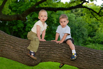 Two little boys sitting on the oak's branch